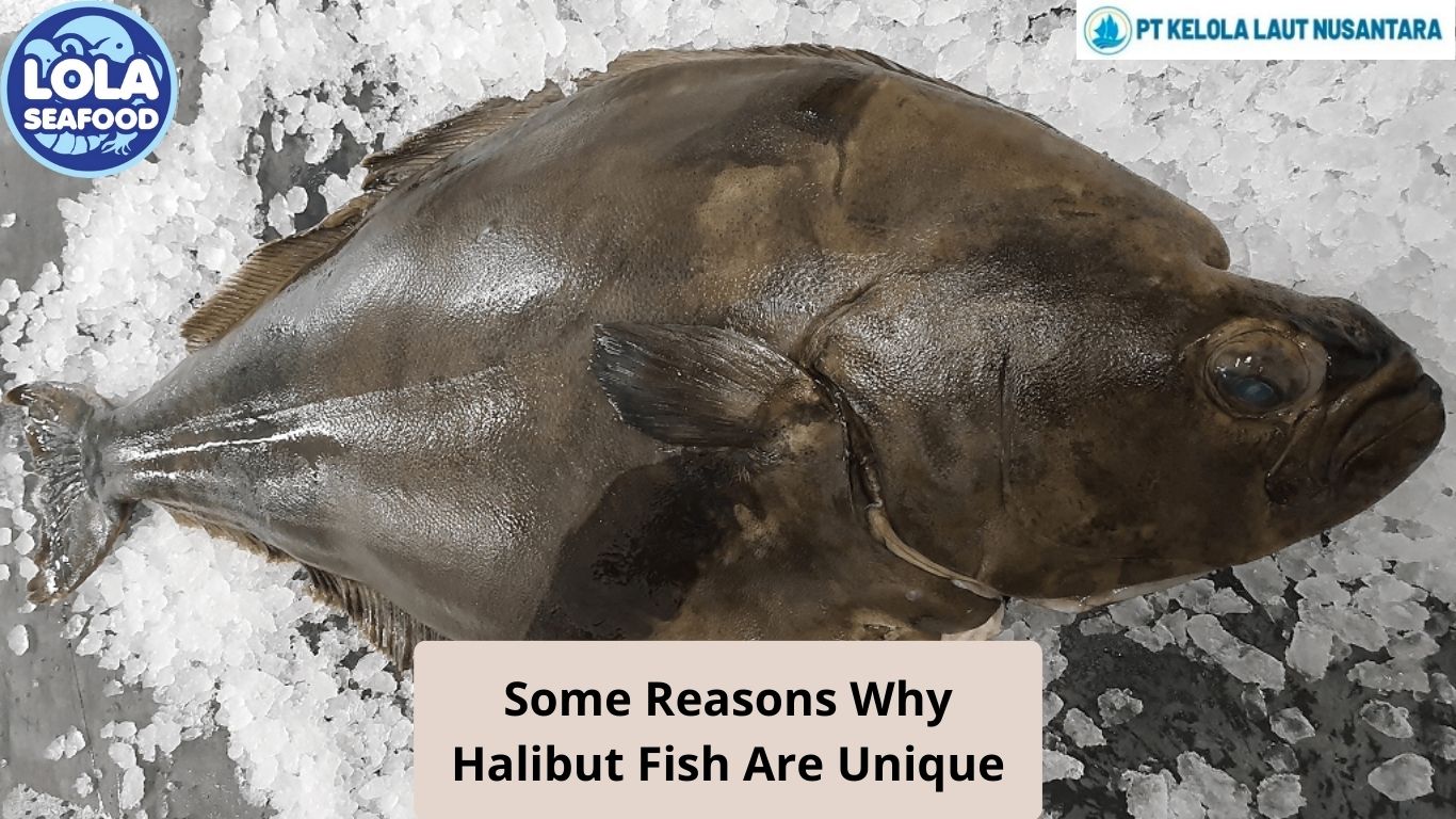 Some Reasons Why Halibut Fish Are Unique